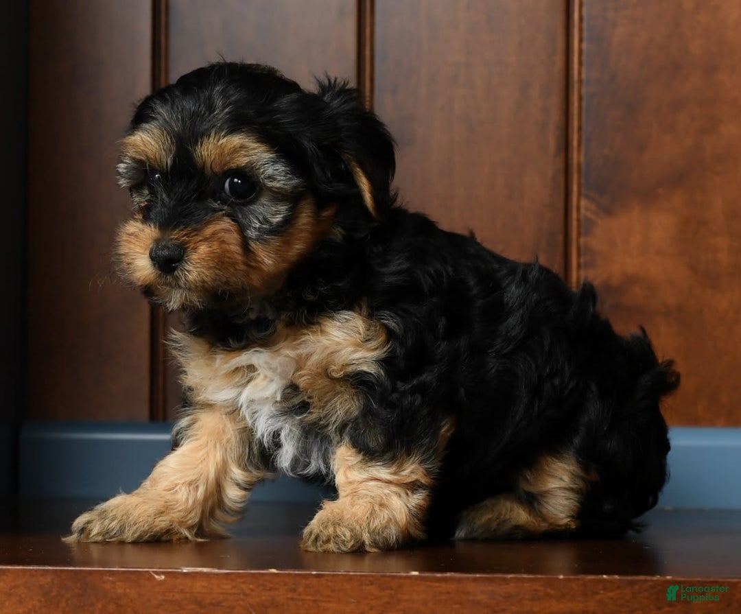 Yorkiepoo dogs for sale: Brittany - Image 2