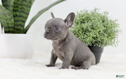 French Bulldog dogs for sale: Rhonda - Image 8