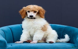 Standard Poodle dogs for sale: Rin - Image 5