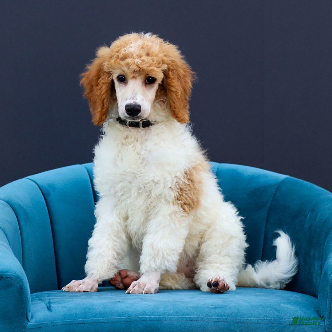 Standard Poodle dogs for sale: Rin - Image 5