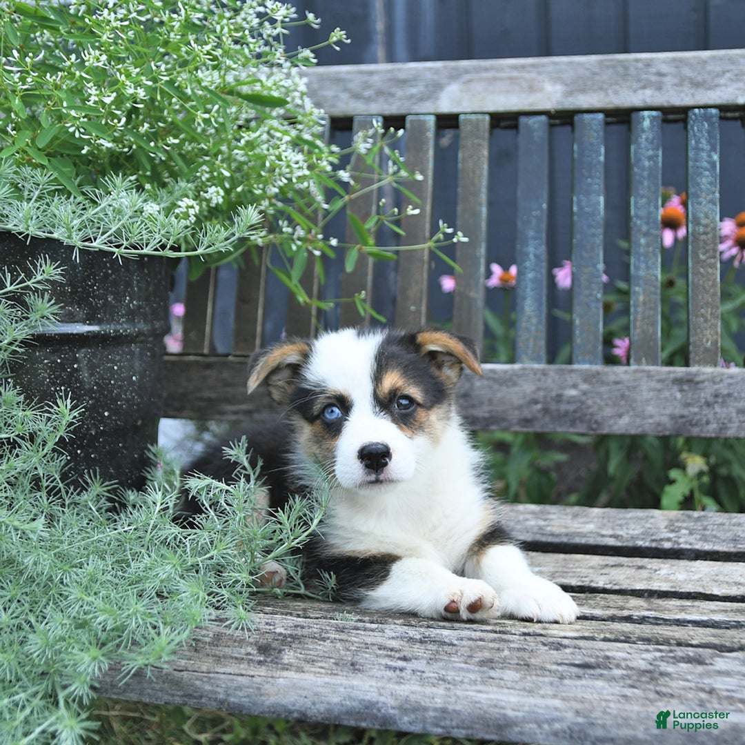 Welsh Corgi Pembroke dogs for sale: Harper - Image 5