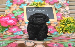Miniature Poodle dogs for sale: Opal - Image 8