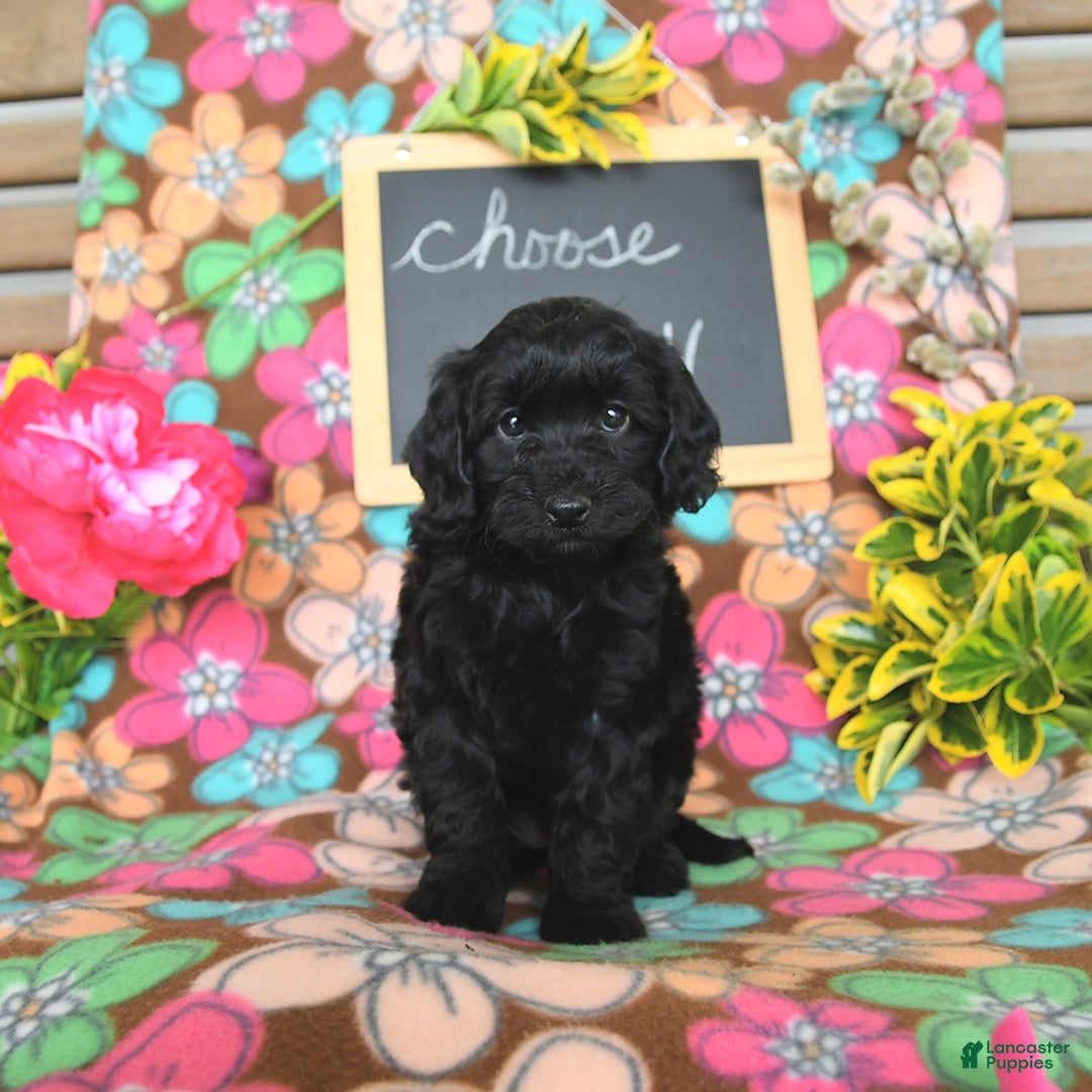 Miniature Poodle dogs for sale: Opal - Image 8