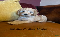 Goldendoodle dogs for sale: White Collar Male - Paulie - Image 2