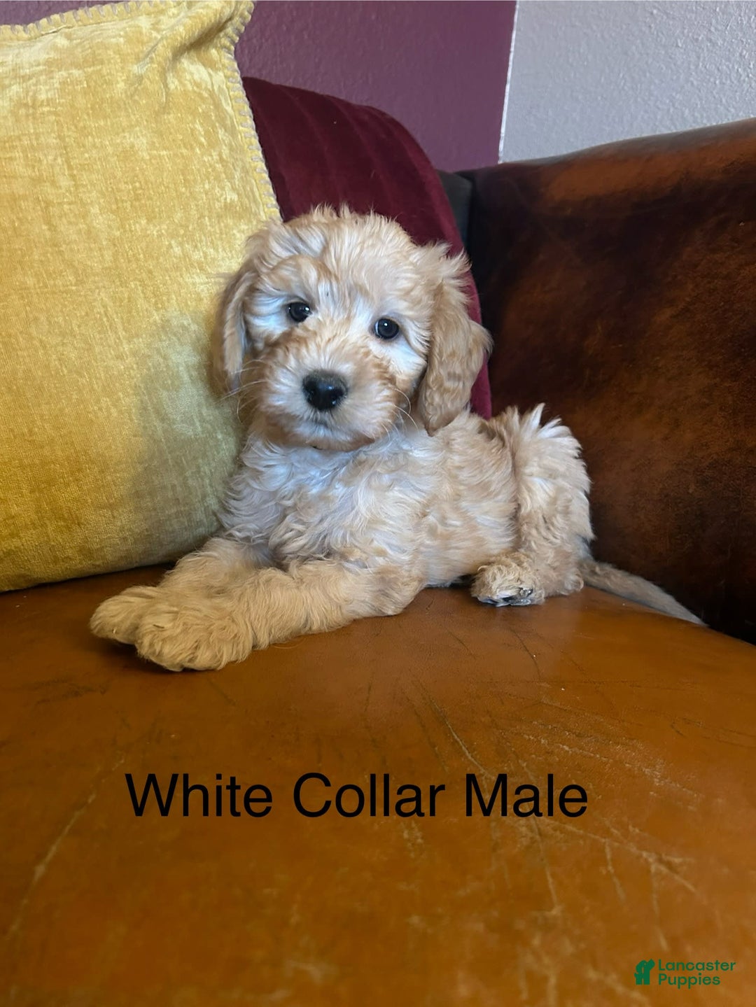 Goldendoodle dogs for sale: White Collar Male - Paulie - Image 2