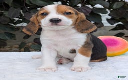 Beagle dogs for sale: Rosie - Image 7