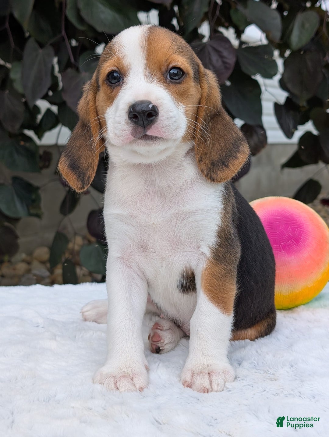 Beagle dogs for sale: Rosie - Image 7