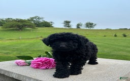 Mini Aussiedoodle dogs for sale: Edie - Image 1