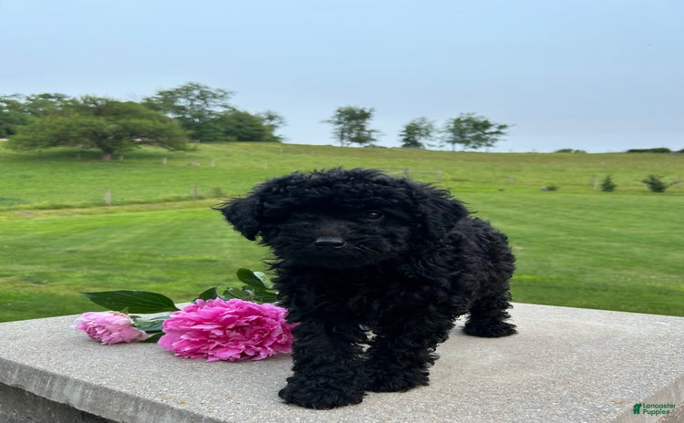 Mini Aussiedoodle dogs for sale - Ad 1