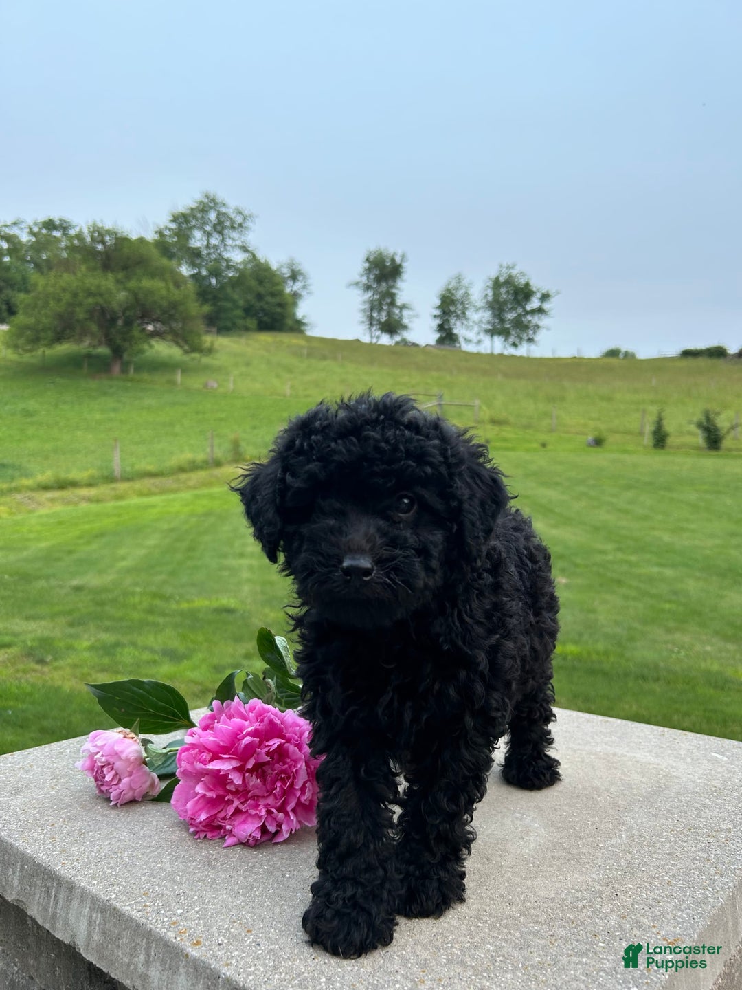 Mini Aussiedoodle dogs for sale: Edie - Image 1