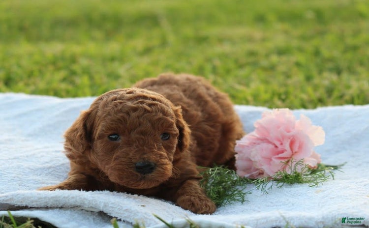 Miniature Poodle dogs for sale - Ad 1