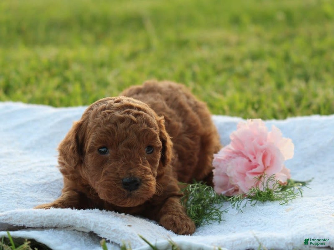 Miniature Poodle dogs for sale: Aleah - Image 1