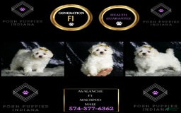 Maltipoo dogs for sale: Avalanche - Image 2