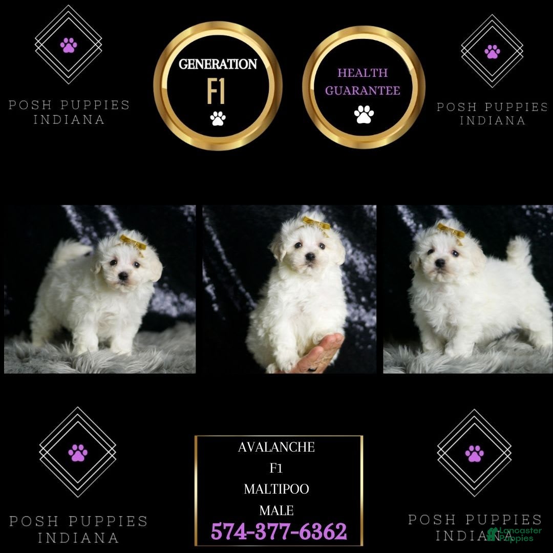 Maltipoo dogs for sale: Avalanche - Image 2
