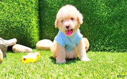 Maltipoo dogs for sale: Tiger - Image 20