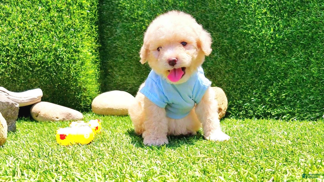 Maltipoo dogs for sale: Tiger - Image 20