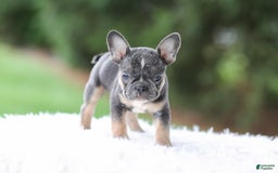 French Bulldog dogs for sale: Wendy - Image 4