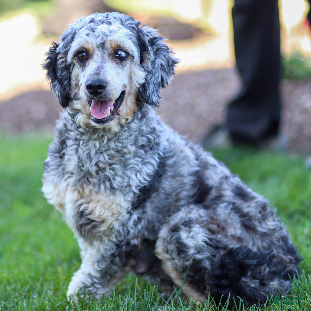 Goldendoodle dogs for sale: Olivia - Image 12