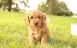 Mini Goldendoodle dogs for sale: Rosie - Image 9