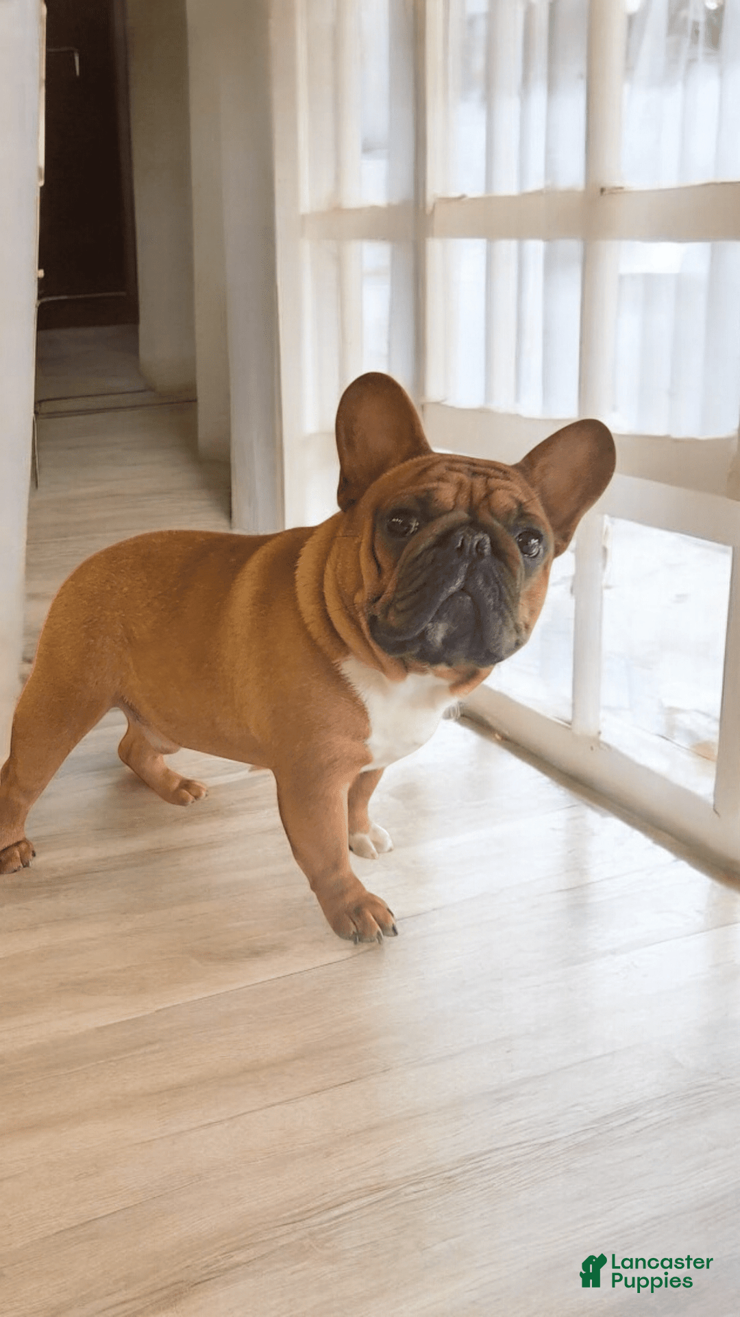 French Bulldog dogs for sale: Raider - Image 7