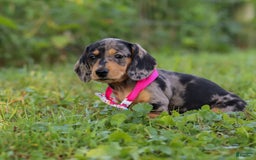 Miniature Dachshund dogs for sale: Sadie - Image 6