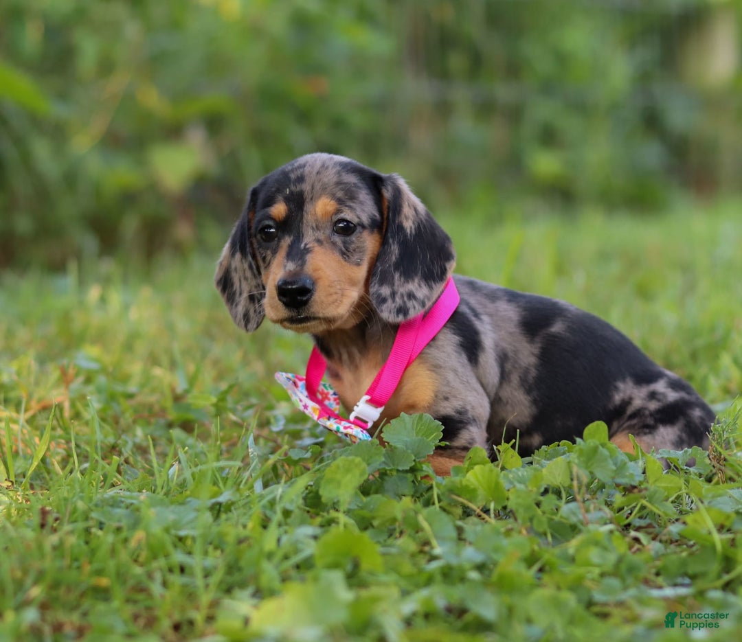Miniature Dachshund dogs for sale: Sadie - Image 6