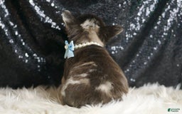 French Bulldog dogs for sale: Dexter - Image 5