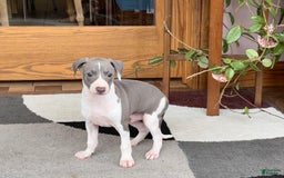 Italian Greyhound dogs for sale: Lenny - Image 6