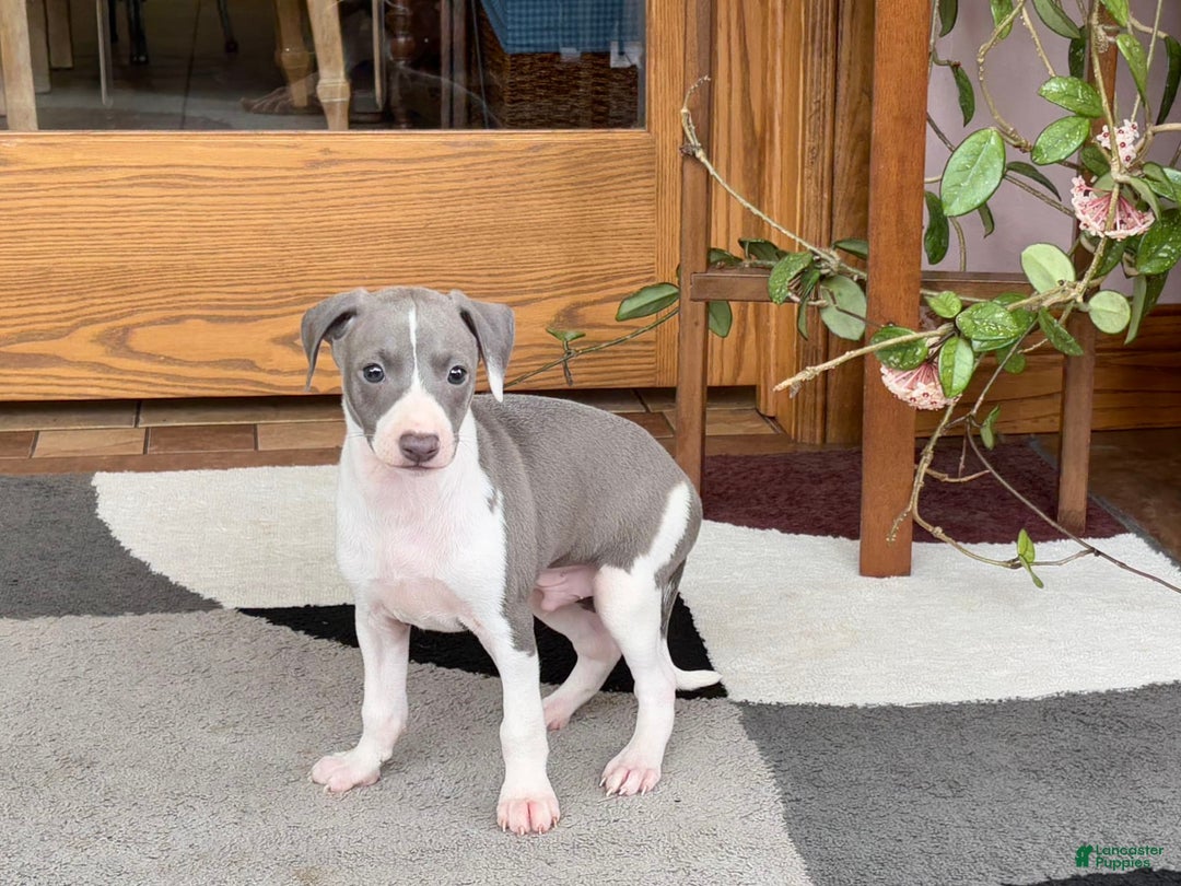 Italian Greyhound dogs for sale: Lenny - Image 6