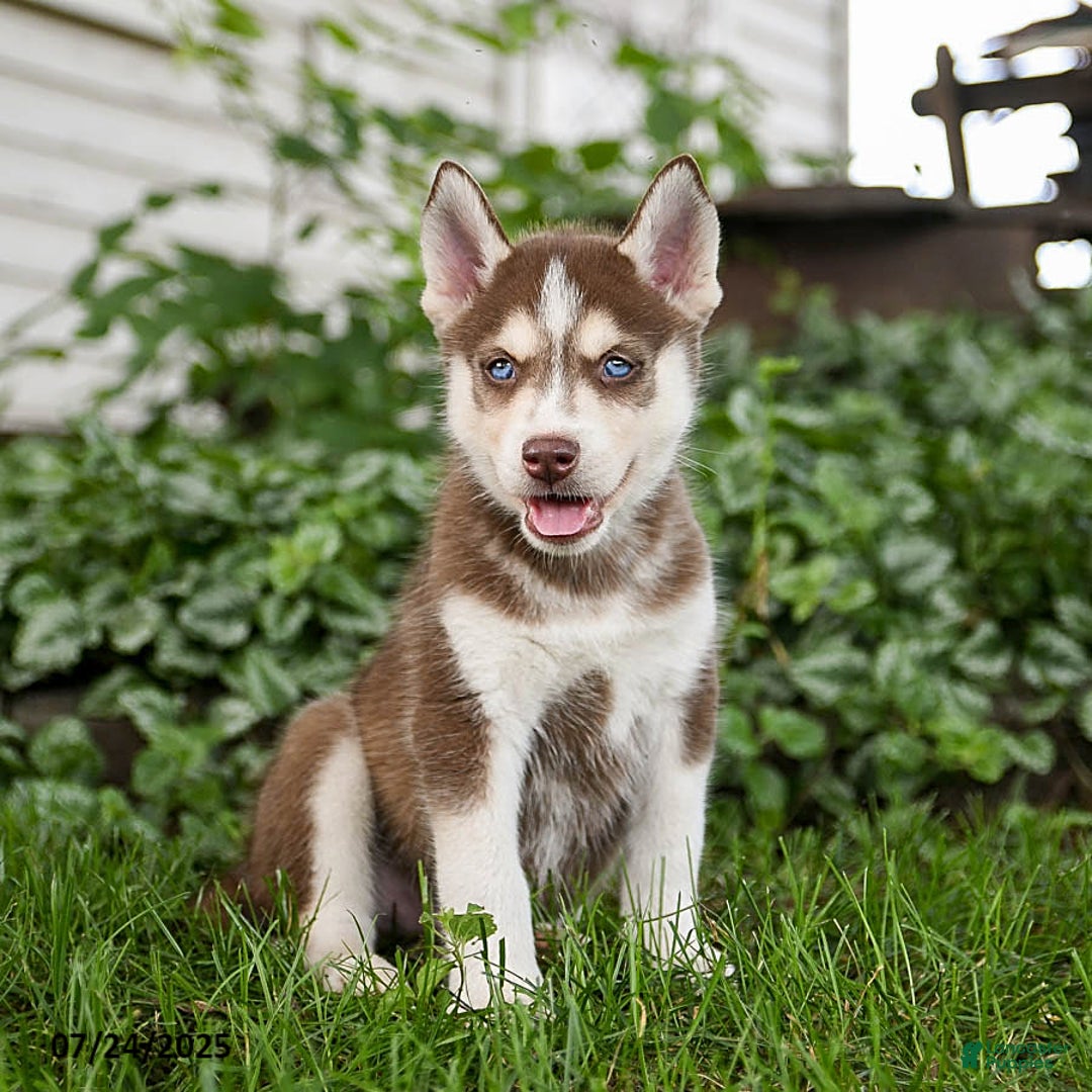 Pomsky dogs for sale: Kline - Image 3