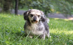 Cavapoo dogs for sale: Bentley - Image 6