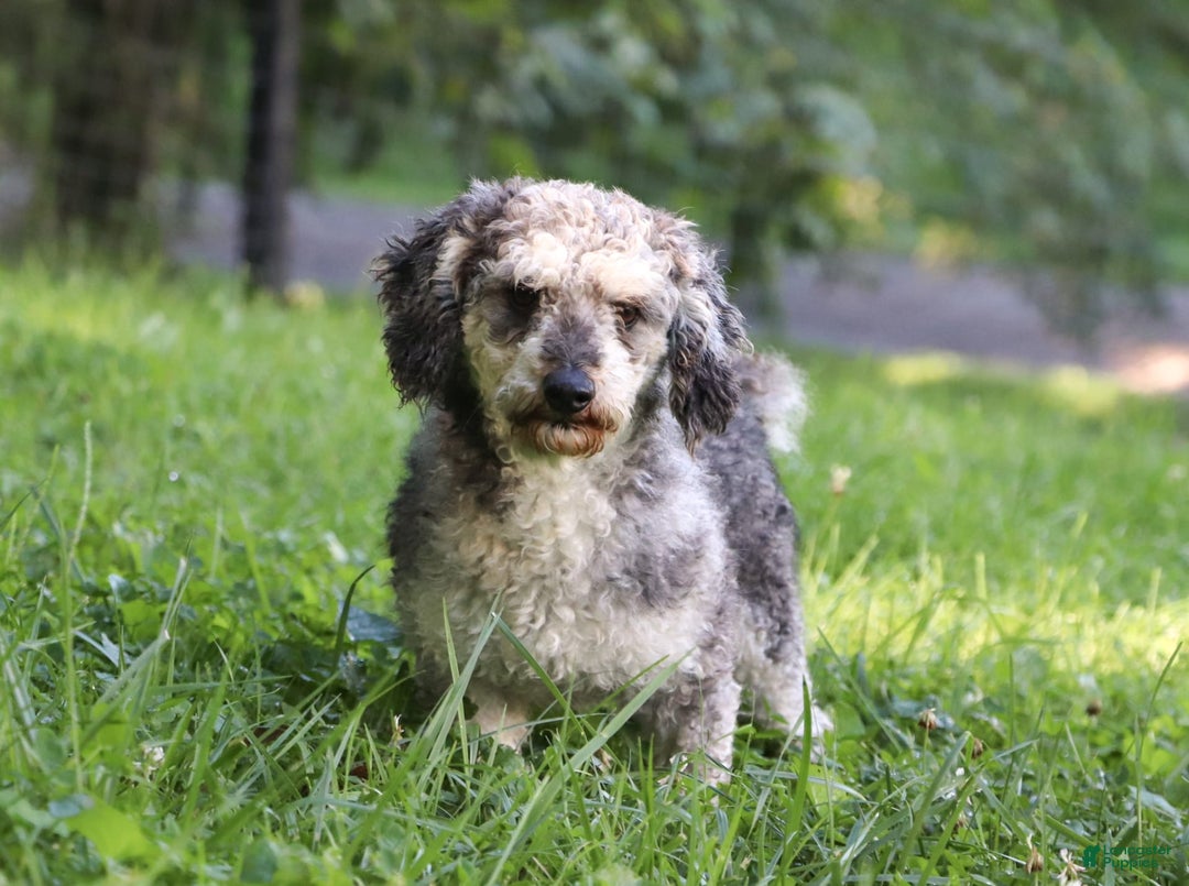 Cavapoo dogs for sale: Bentley - Image 6
