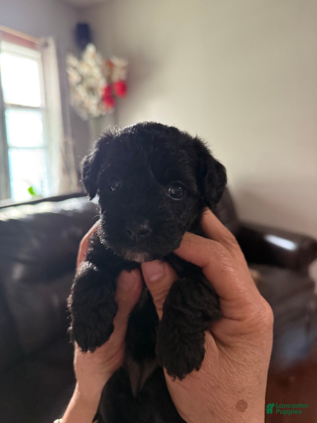 Miniature Poodle dogs for sale: Roxy - Image 1
