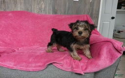 Yorkshire Terrier dogs for sale: Tank - Image 14