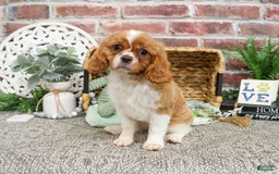Cavalier King Charles Spaniel dogs for sale: Kyser - Image 3