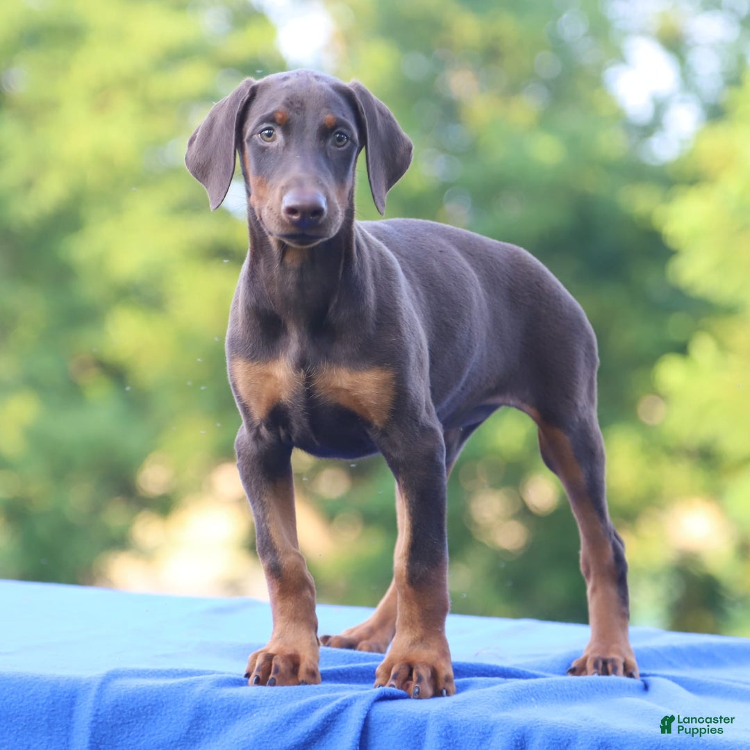 Doberman Pinscher dogs for sale: Rosie - Image 2
