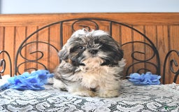 Shih Tzu dogs for sale: Charlotte - Image 8