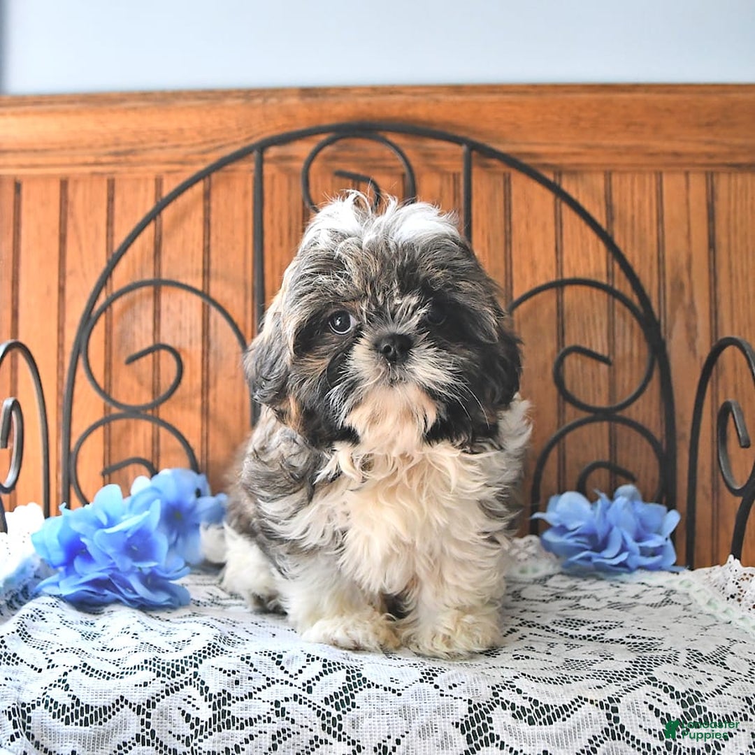 Shih Tzu dogs for sale: Charlotte - Image 8