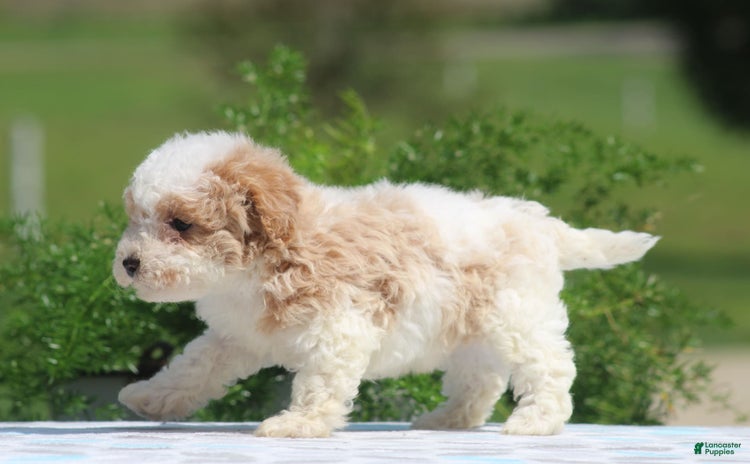Maltipoo dogs for sale - Ad 3