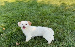 Lhasa Apso dogs for sale: Honey - Image 24