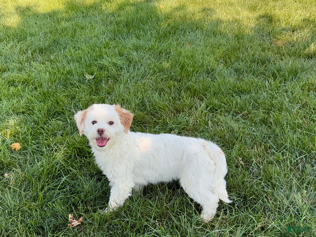 Lhasa Apso dogs for sale: Honey - Image 24