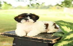 Shih Tzu dogs for sale: Lucy - Image 2