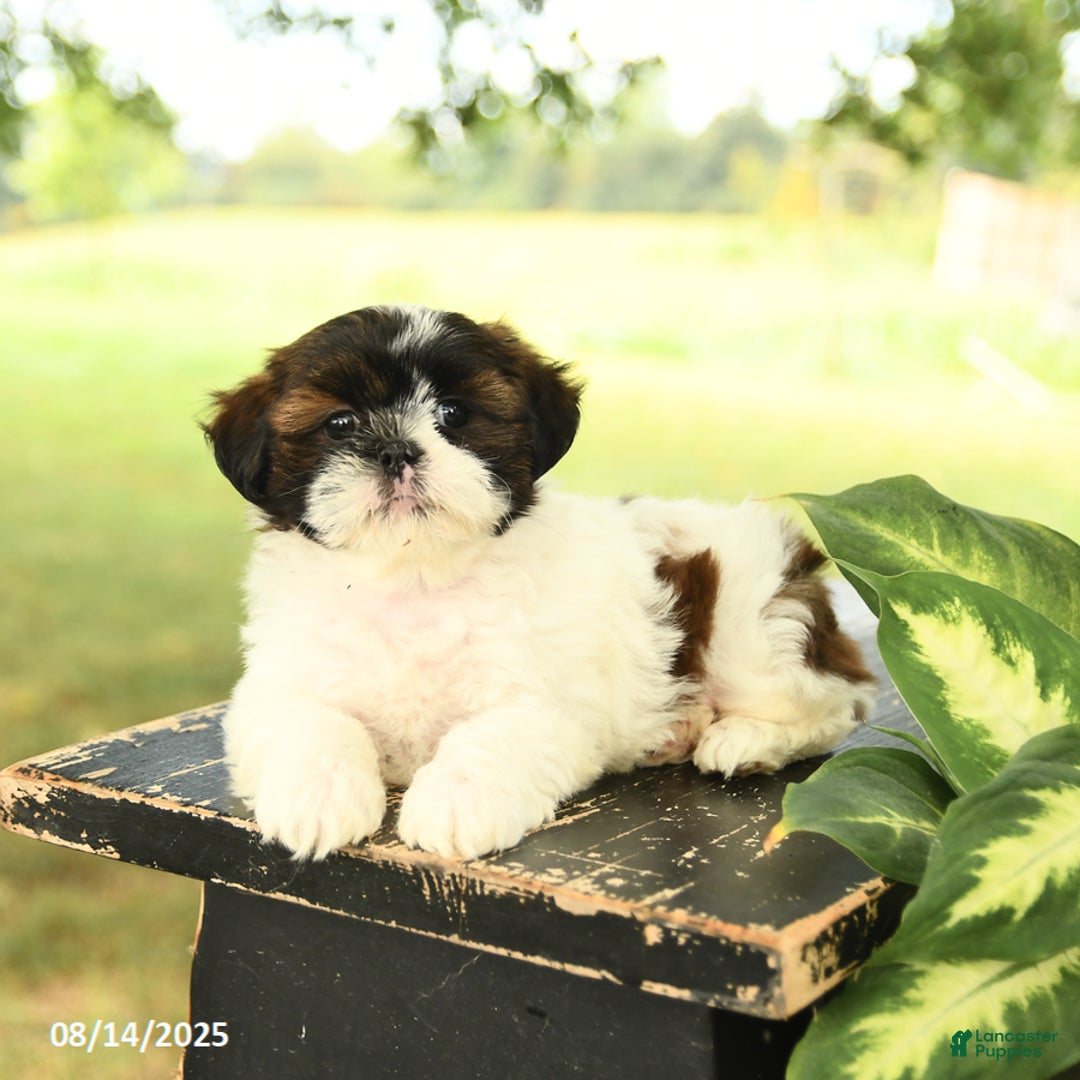 Shih Tzu dogs for sale: Lucy - Image 2