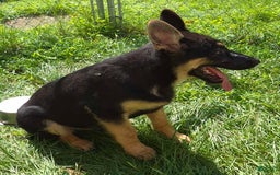 German Shepherd dogs for sale: Heidi - Image 17