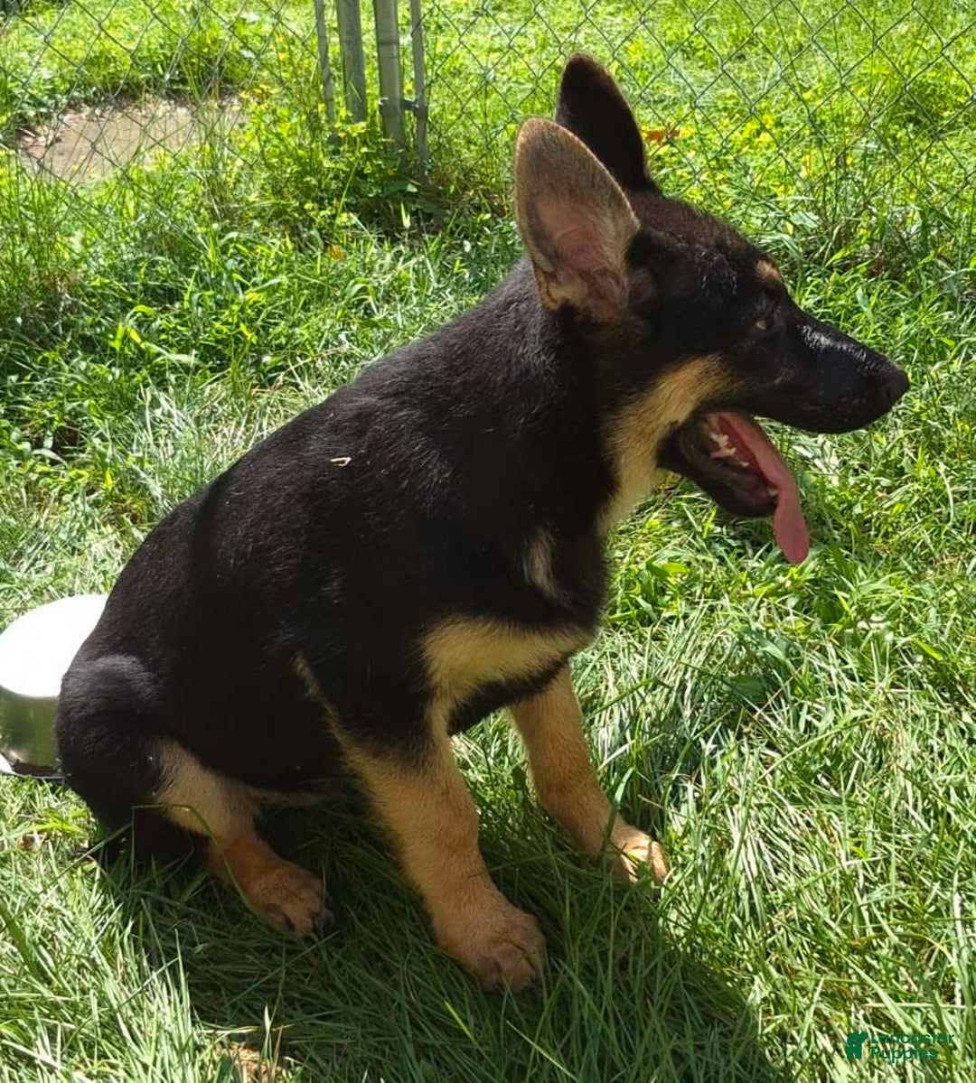 German Shepherd dogs for sale: Heidi - Image 17