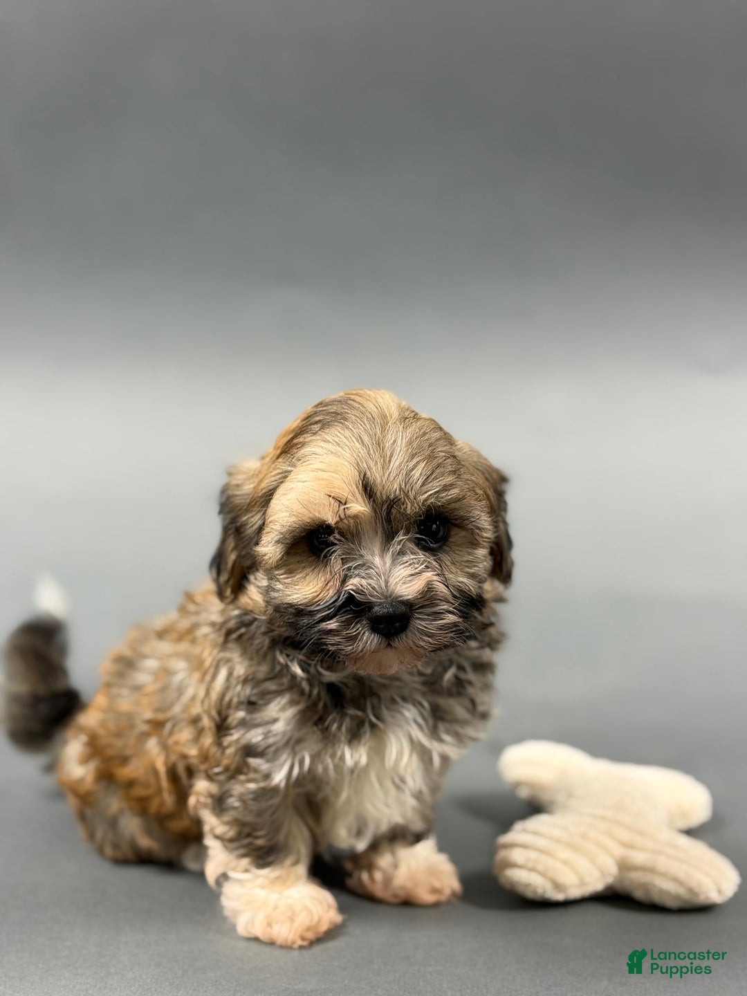 Havanese dogs for sale: OZZIE - Image 5
