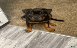 Rottweiler dogs for sale: Hope - Image 6