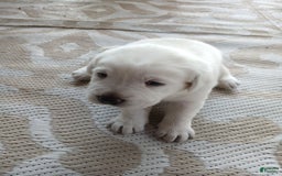 Labrador Retriever dogs for sale: Luna - Image 4