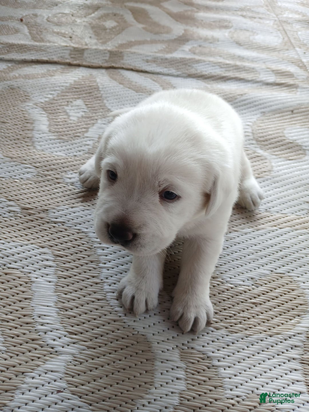 Labrador Retriever dogs for sale: Luna - Image 4