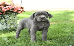Cane Corso dogs for sale: Belle - Image 2